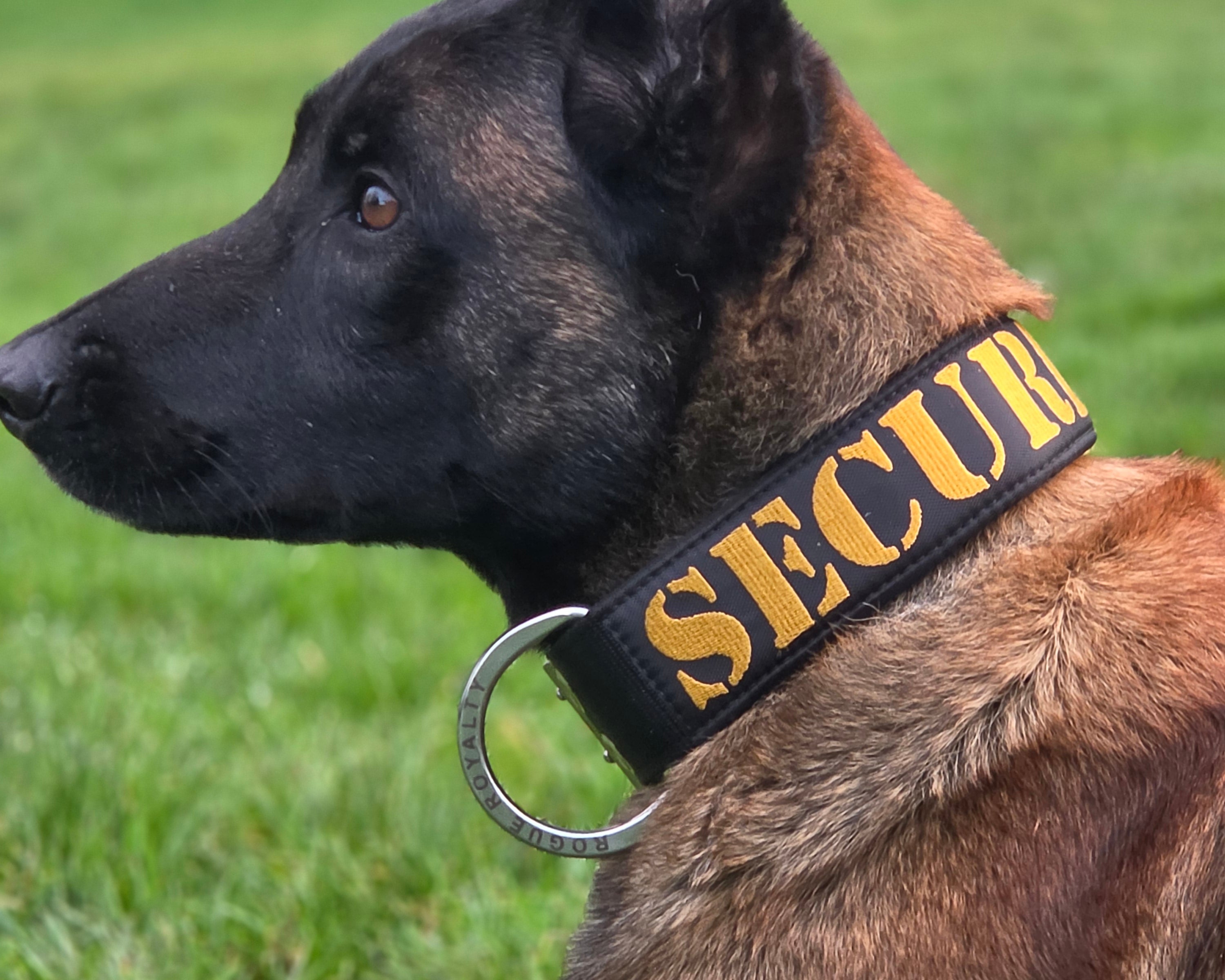 Best Collar for German Shepherds in Australia: What to Know First