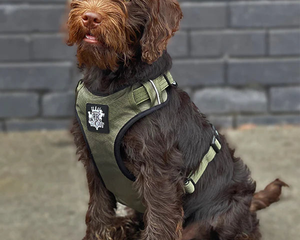 Active-X Green Dog Harness on a brown dog