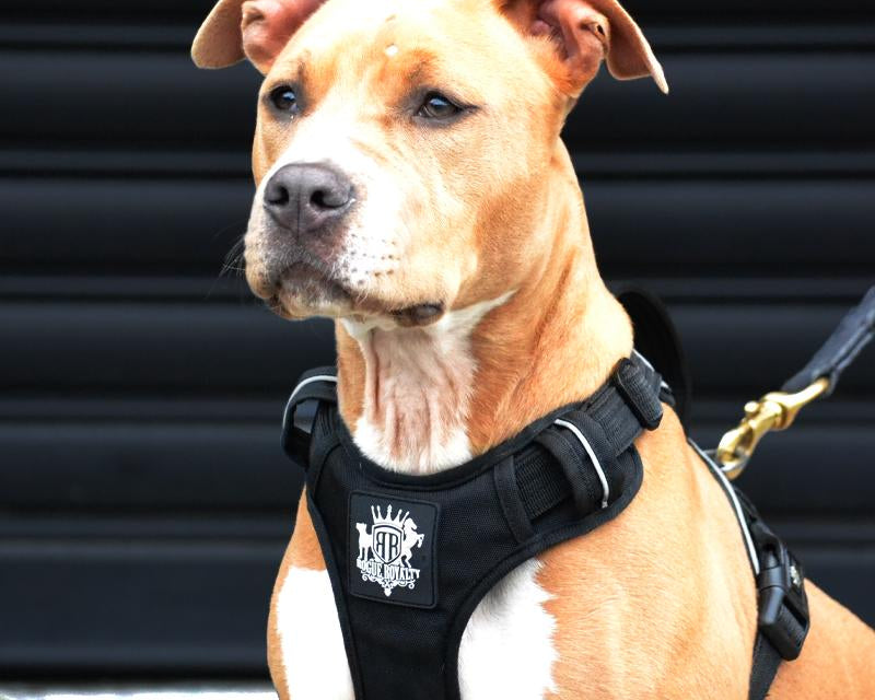 How to Choose a Dog Harness in Australia: The Complete Guide