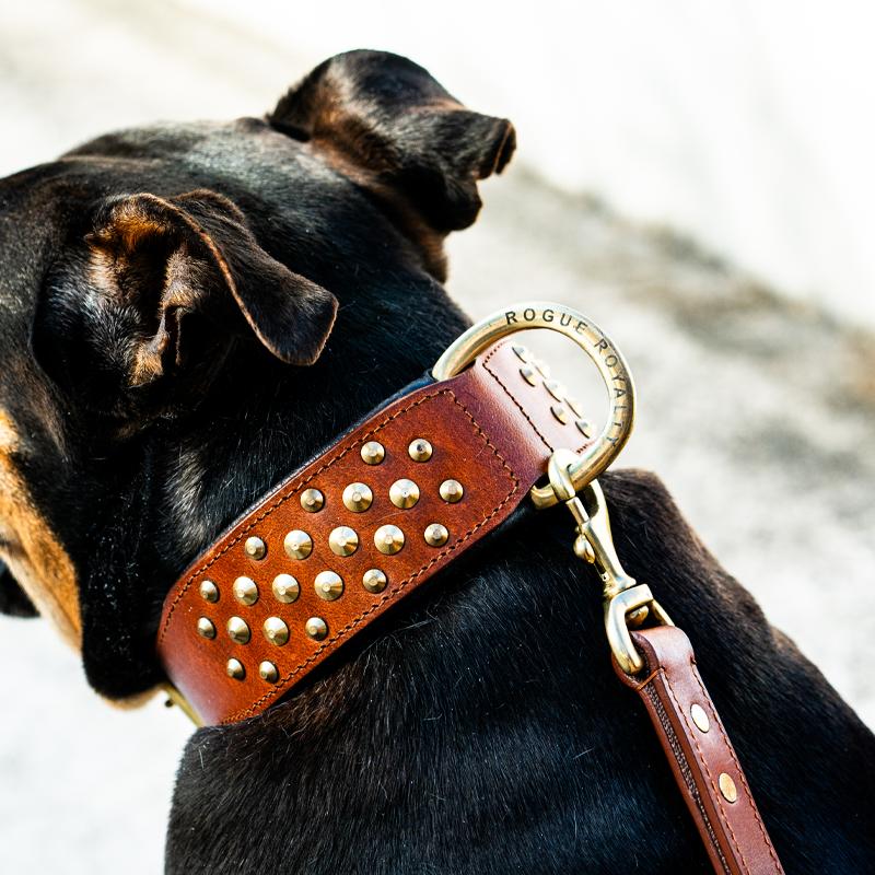 Best Dog Collars for Large Dogs: A Complete Guide