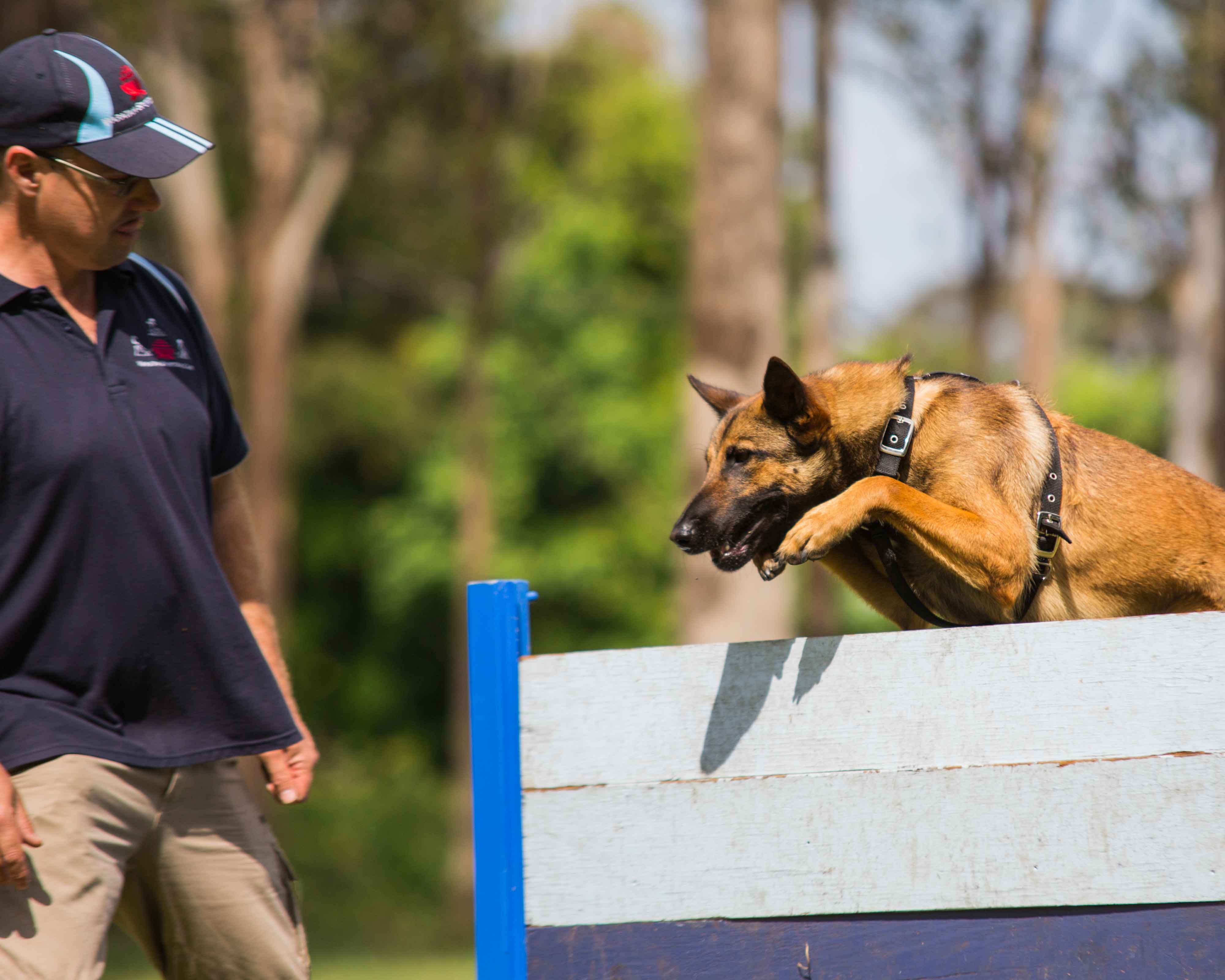 German Shepherd jumping over a fence wearing a dog harness