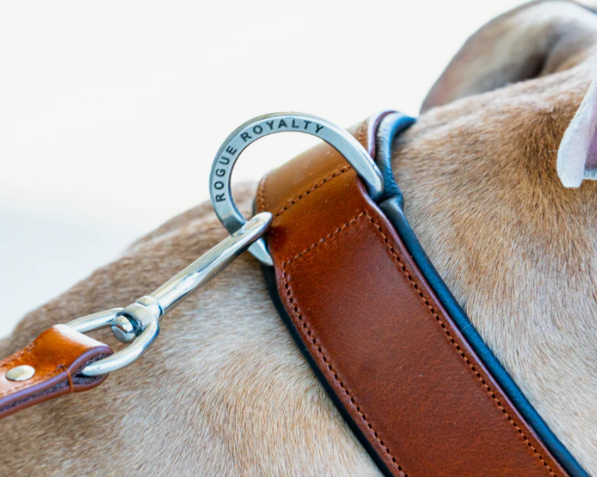 How to Choose a Dog Collar in Australia: The Complete Guide