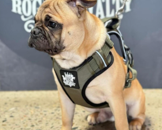How to Stop a Dog Pulling on the Leash: What Most Guides Miss