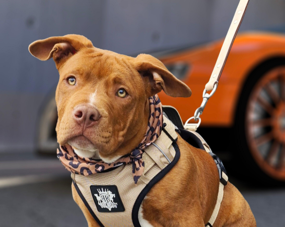 Best Dog Harness for Staffies in Australia: Fit, Control and Safety
