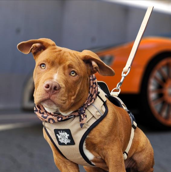 Best Dog Harness for Staffies in Australia: Fit, Control and Safety
