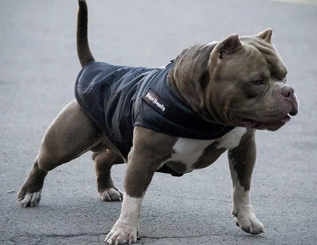 Winter Dog Jacket - Black Dog Coat from Rogue Royalty