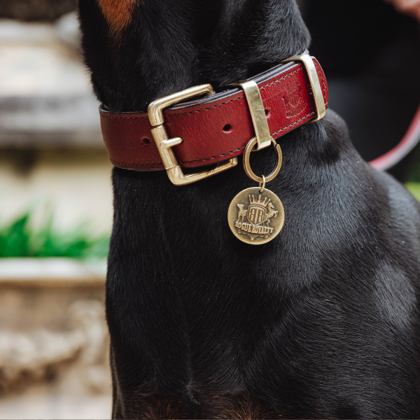 How to Choose a Dog Collar: The Complete Buyer's Guide
