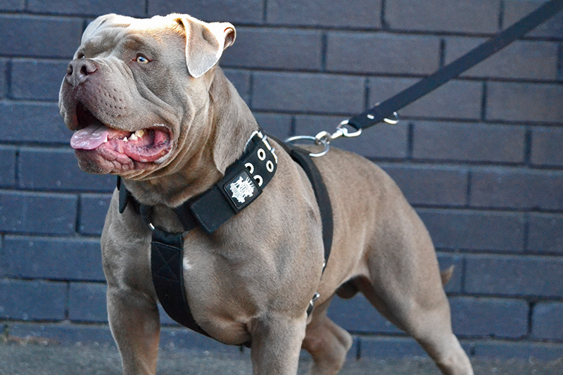Dog Harness for Large Breeds in Australia: What Most Guides Miss