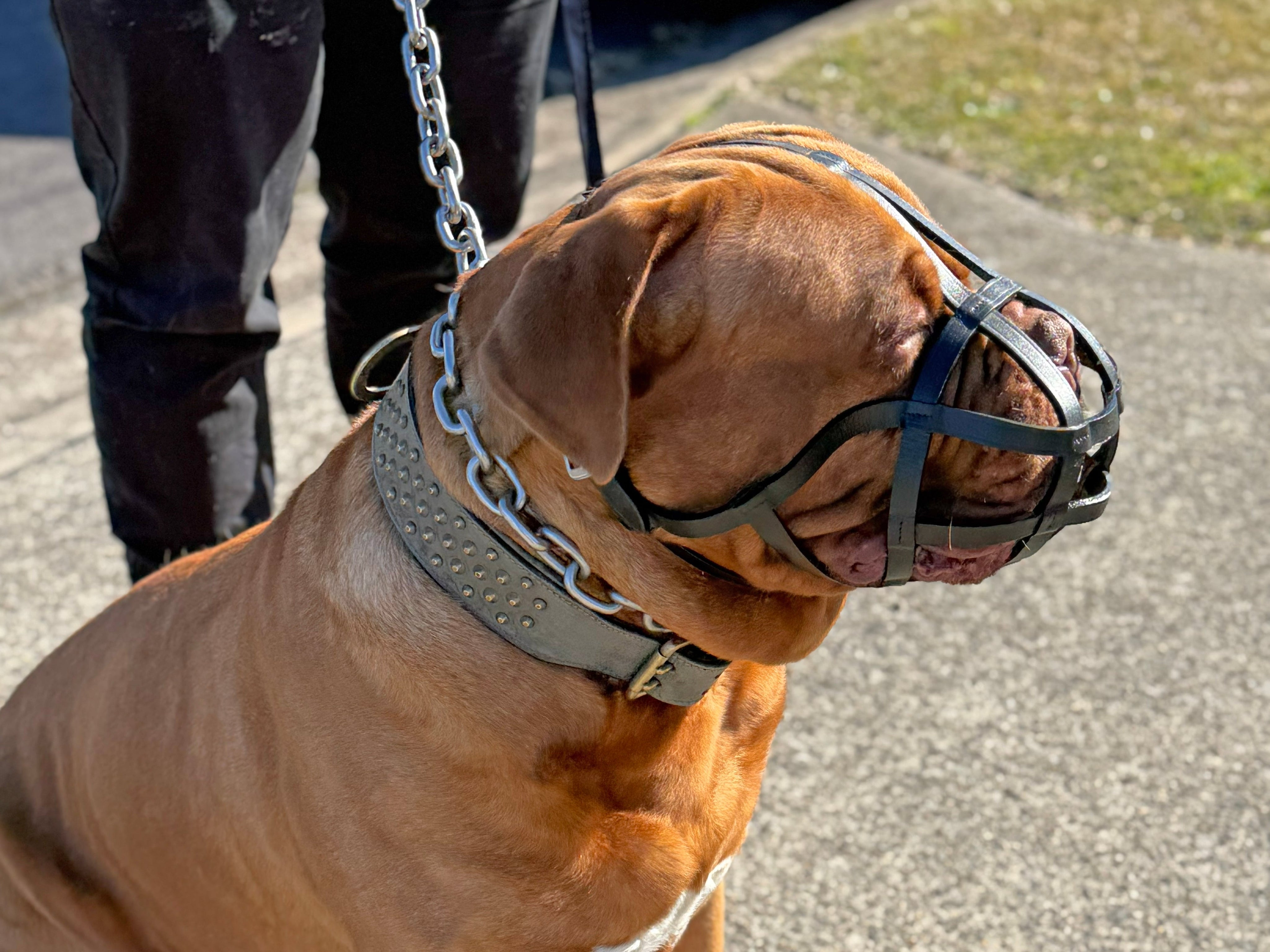 Fit for a Fathead — The Muzzle Designed for Bully & Brachycephalic Breeds