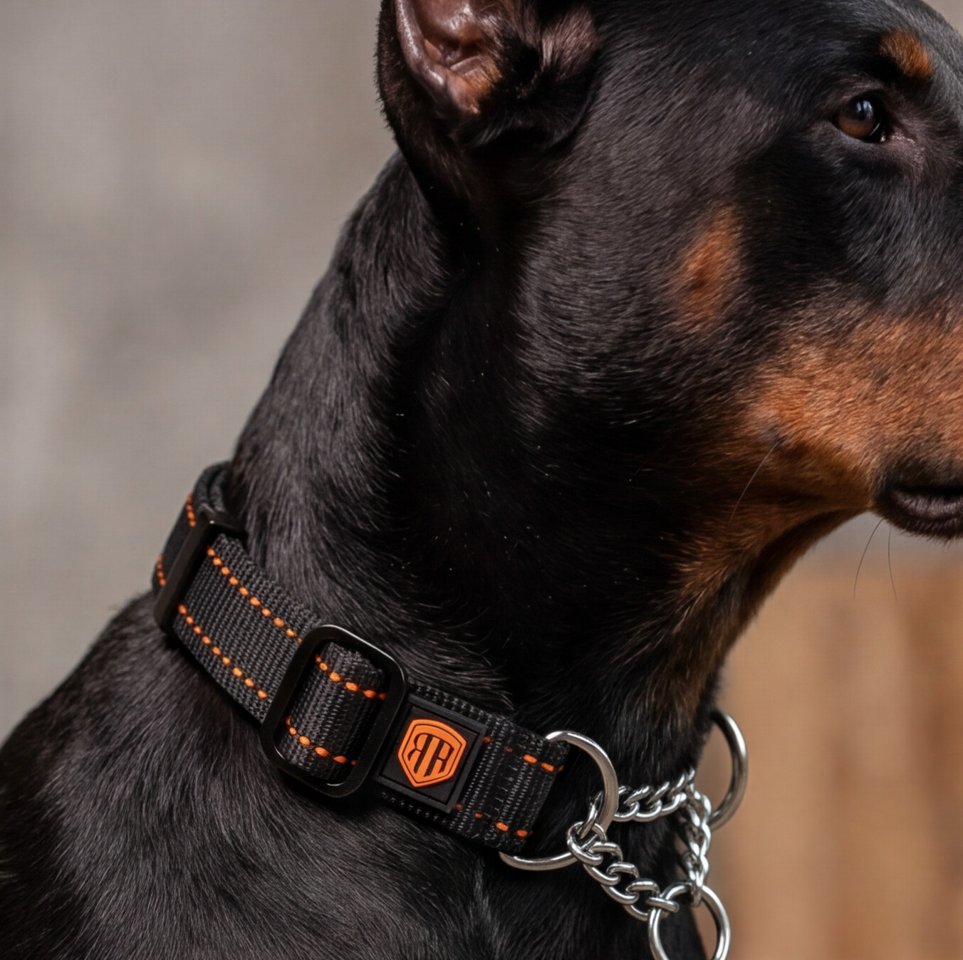 Dog Training Collars and Cones: What Each One Actually Does