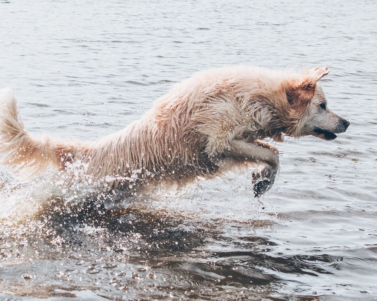 Secrets of dog's joint health & why you need to know