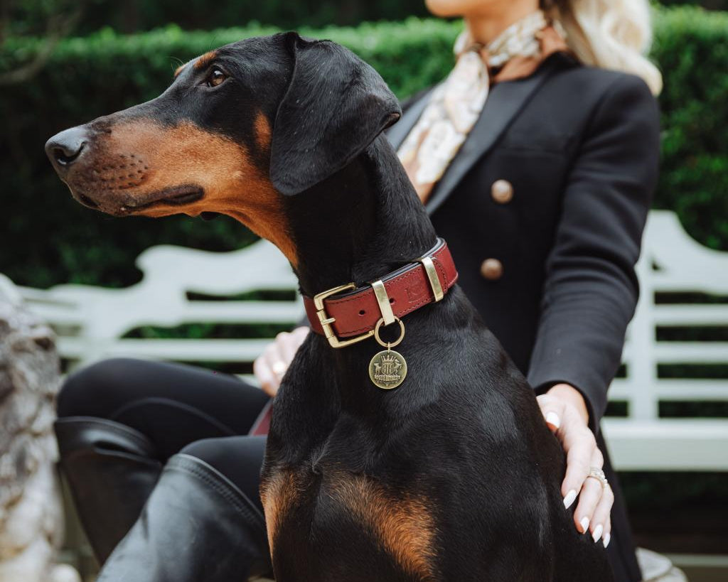 Best Collar for Dobermanns in Australia: Fit, Material and Safety