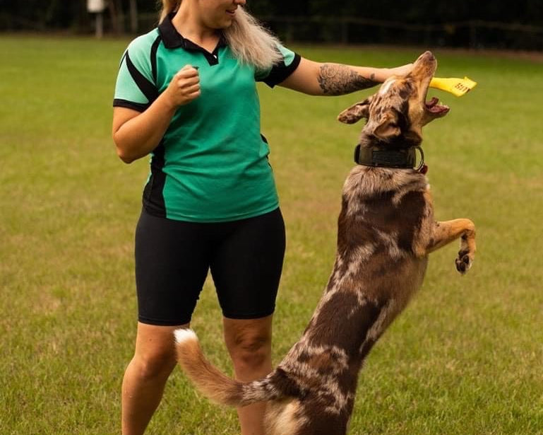 Dog trainer, training a dog wearing a Rogue Royalty Wide Fit Leather Dog Collar
