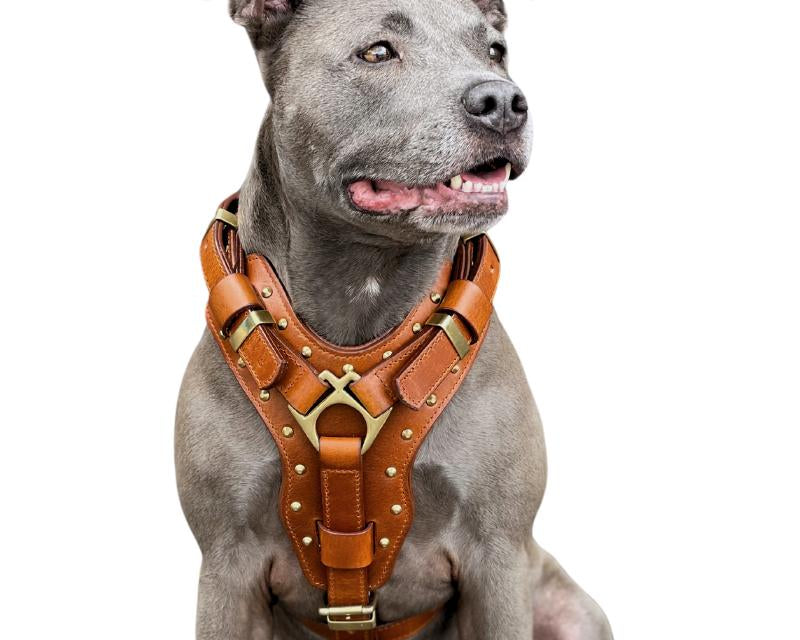 Leather Dog Harness Australia: What Separates Quality from Average
