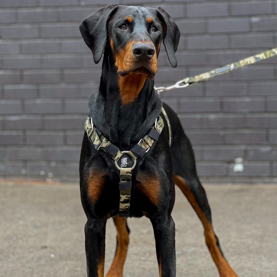 Why a Front attach Harness maybe Damaging your dog!