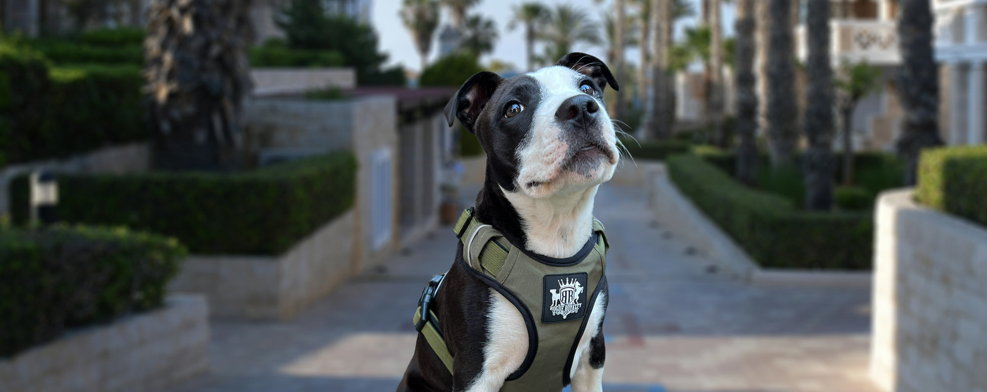 SMALL DOG HARNESSES