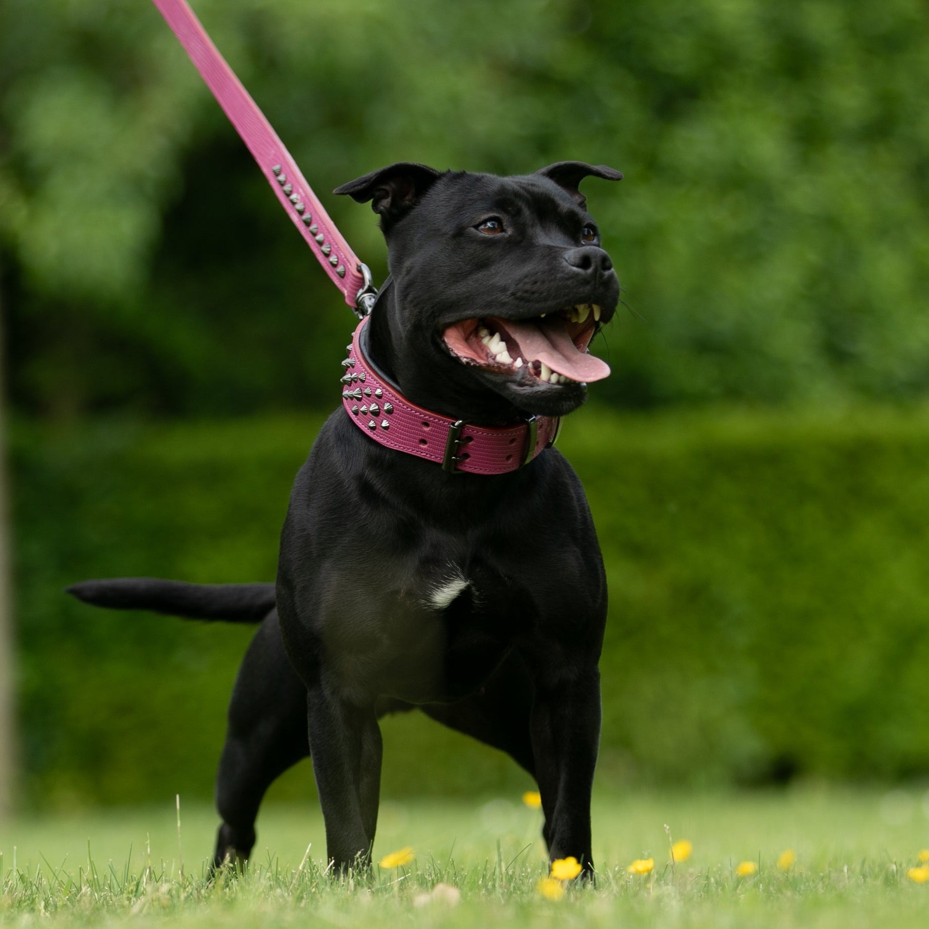 Hand Made Leather Dog Collar - Ruthless Pink & Black (Wide Fit)