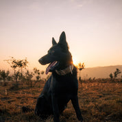 SUPATUFF® Strong Dog Collar Camo (Wide Fit)