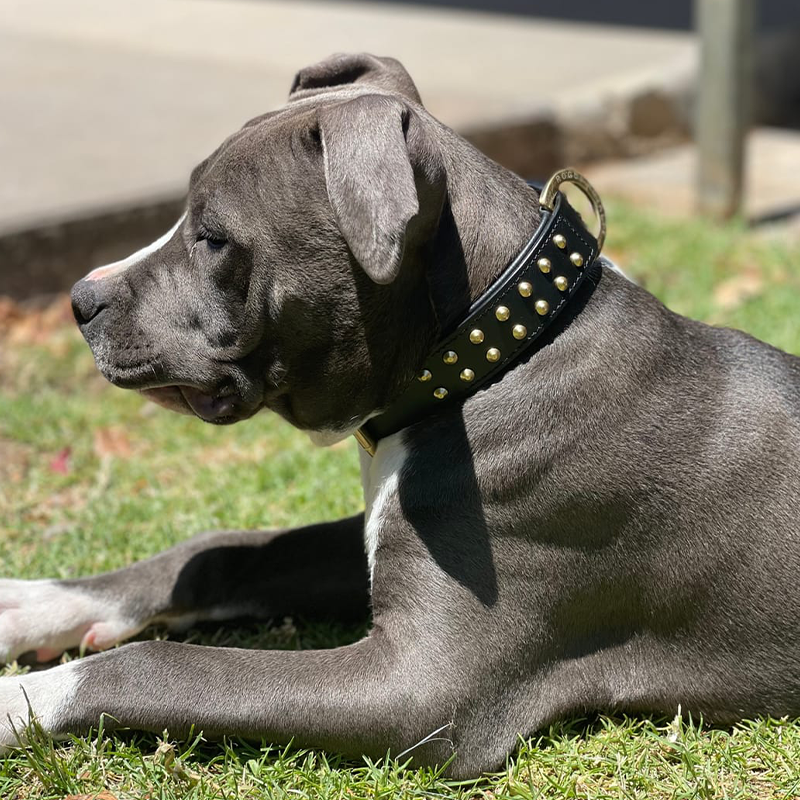 Hand Made Leather Dog Collar - RuffNeck Black & Brass (Regular Fit)
