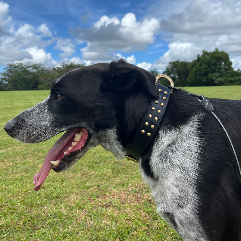 Hand Made Leather Dog Collar - RuffNeck Black & Brass (Regular Fit)