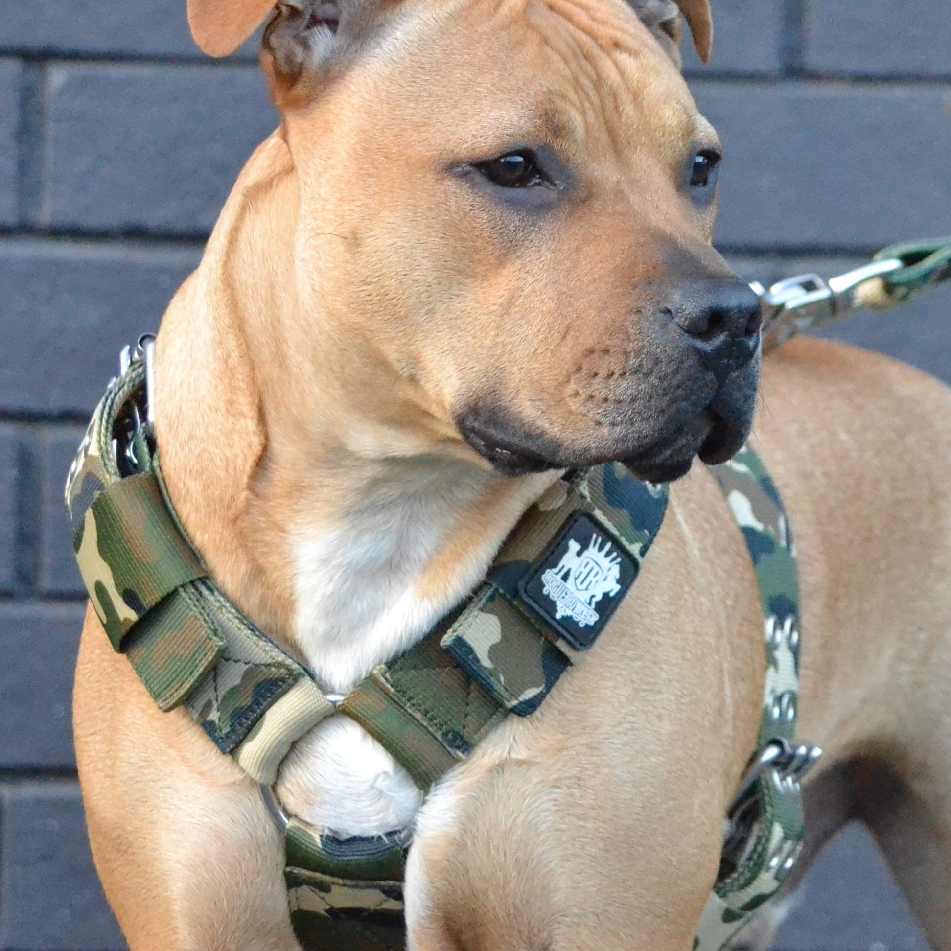 SUPATUFF® Strong Dog Harness – Camoflague | Regular Fit