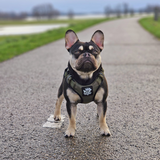 Active-X Lightweight Dog Harness – Green Clearance