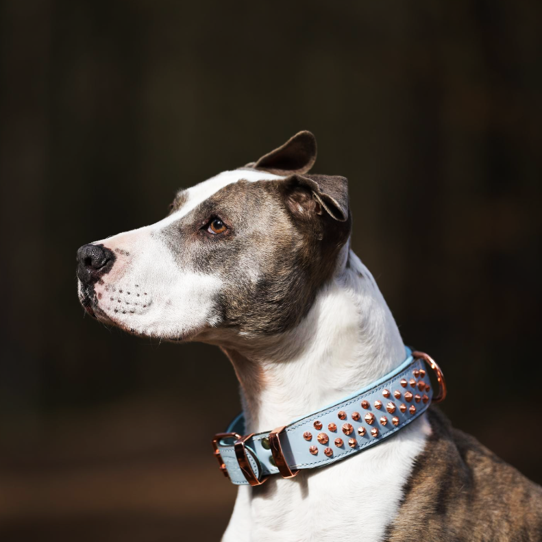 Hand Made Leather Dog Collar - Imperial Baby Blue & Rose Gold (Wide Fit)