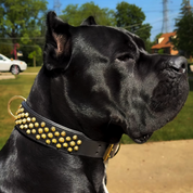 Hand Made Leather Dog Collar - Ruthless Black & Brass (Wide Fit)