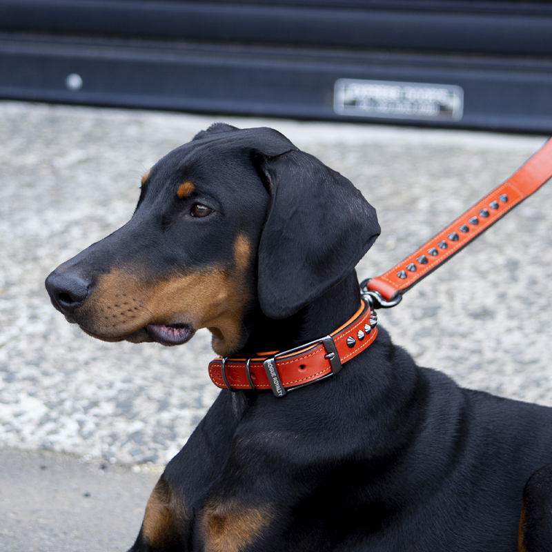 Hand Made Leather Dog Collar - Ruthless Orange & Black (Slim Fit)