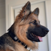 SUPATUFF® Strong Dog Collar Black (Regular Fit)