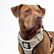 Brown dog wearing a beige harness on a white background