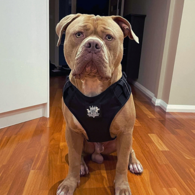 black-active-dog-harness.png
