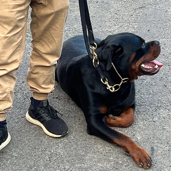 A Rottweiler dog  in training with a Rogue Royalty slip collar .Dog next to a dog trainer wearing tan pants and black sneakers, with the dog on a slip collar  and  leather training leash.