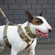 SUPATUFF® Strong Dog Collar Desert Wolf (Wide Fit)