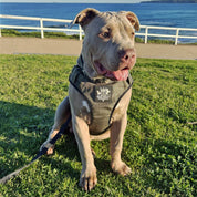 Active-X Lightweight Dog Harness – Green