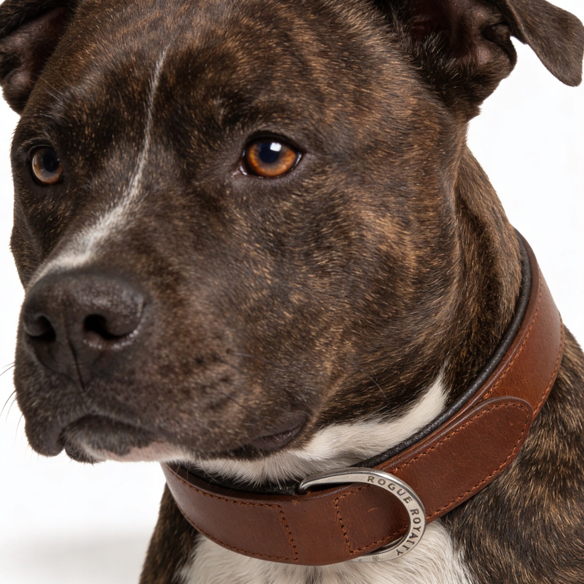 Hand Made Leather Dog Collar - Classic Brown & Chrome (Regular Fit)