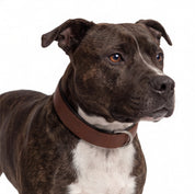 Hand Made Leather Dog Collar - Classic Brown & Chrome (Regular Fit)