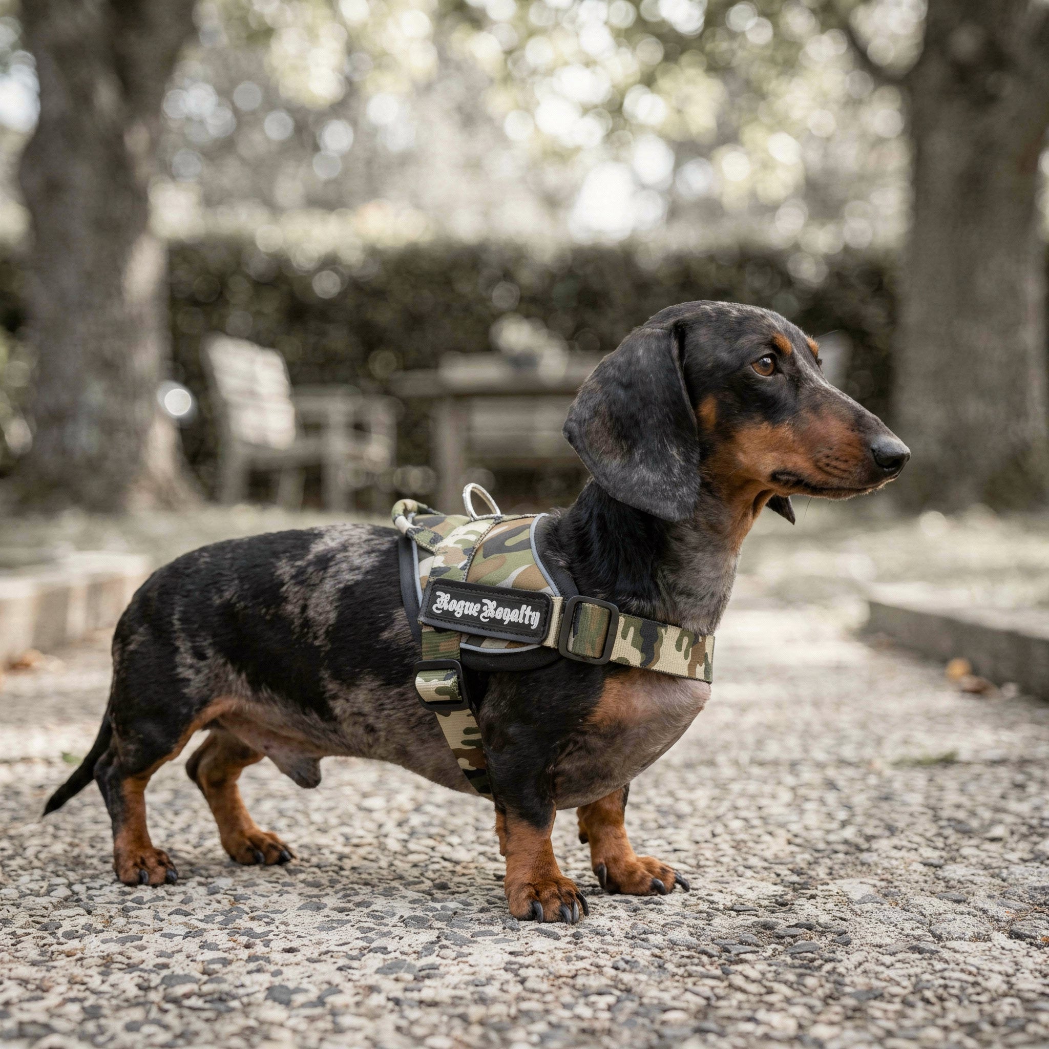 Quick Fit Dog Harness - Camouflage