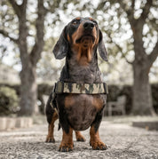 Quick Fit Dog Harness - Camouflage