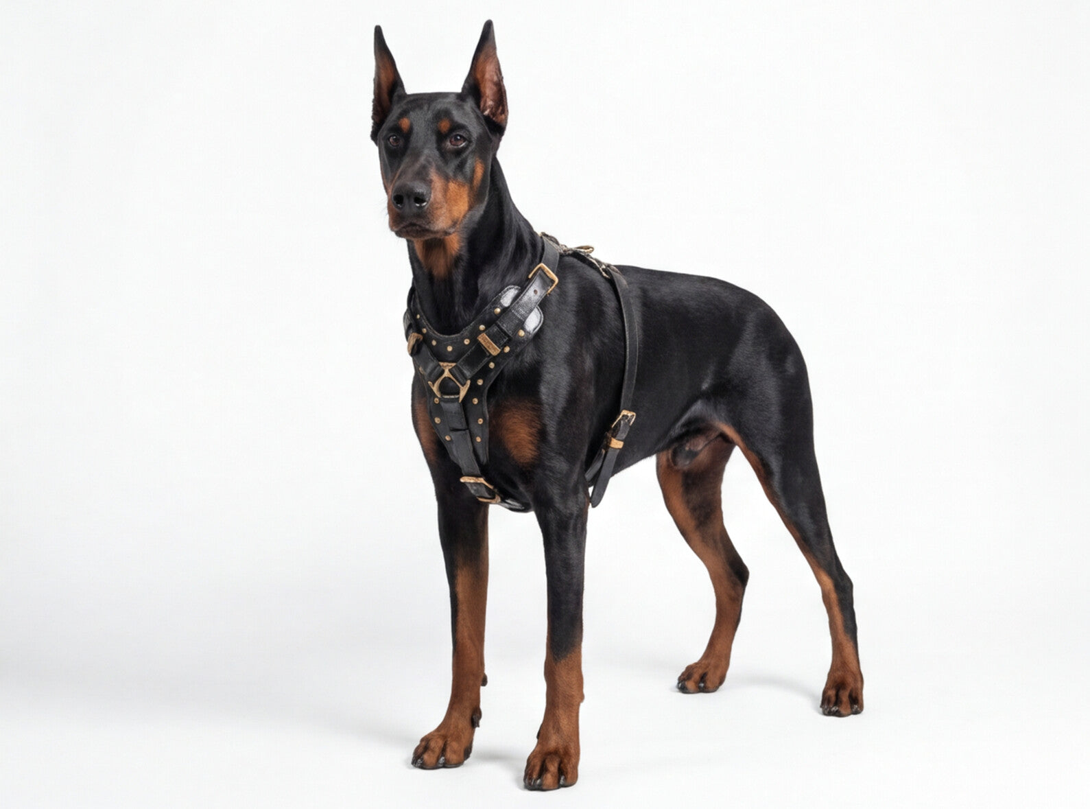 Leather Dog Harness - "Attila" Black & Brass