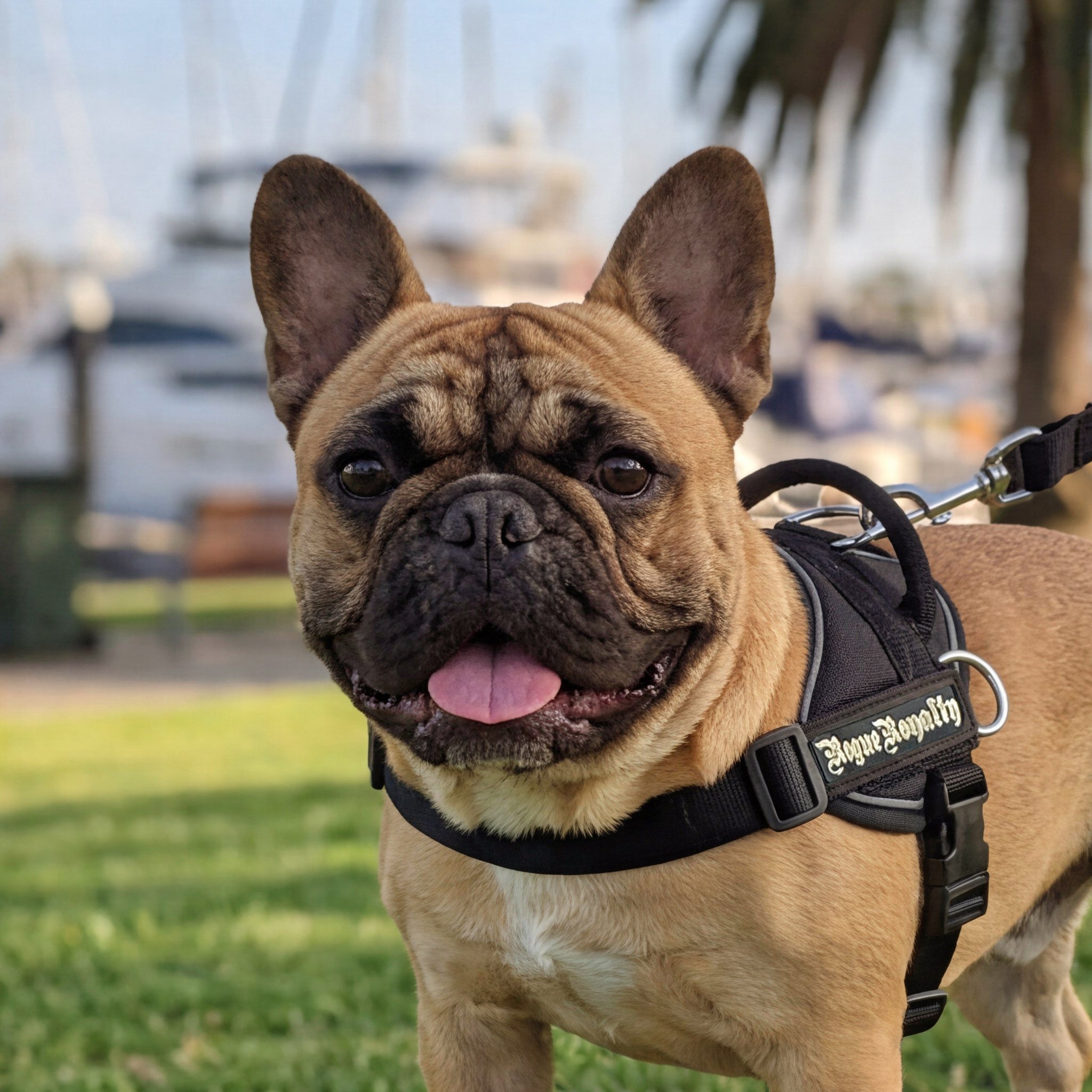 Quick Fit Dog Harness - Black