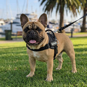 Quick Fit Dog Harness - Black
