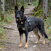 Quick Fit Dog Harness - Black