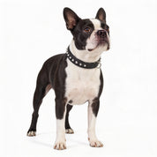 Hand Made Leather Dog Collar - Imperial Black & Chrome (Slim Fit)