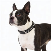 Hand Made Leather Dog Collar - Imperial Black & Chrome (Slim Fit)