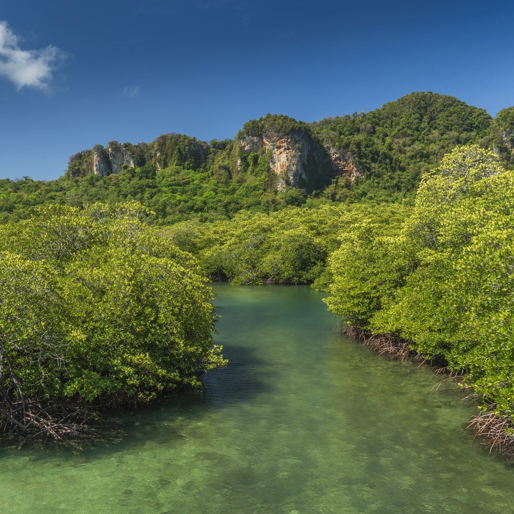 kenya-mangroves.jpg