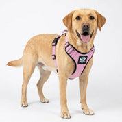 Dog wearing a pink Rogue Royalty supportt harness on a white background