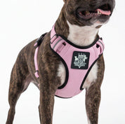 Dog wearing a pink support arness with a Rogue Royalty brand logo on a white background