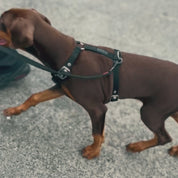SUPATUFF® Strong Dog Harness – Green | Slim Fit