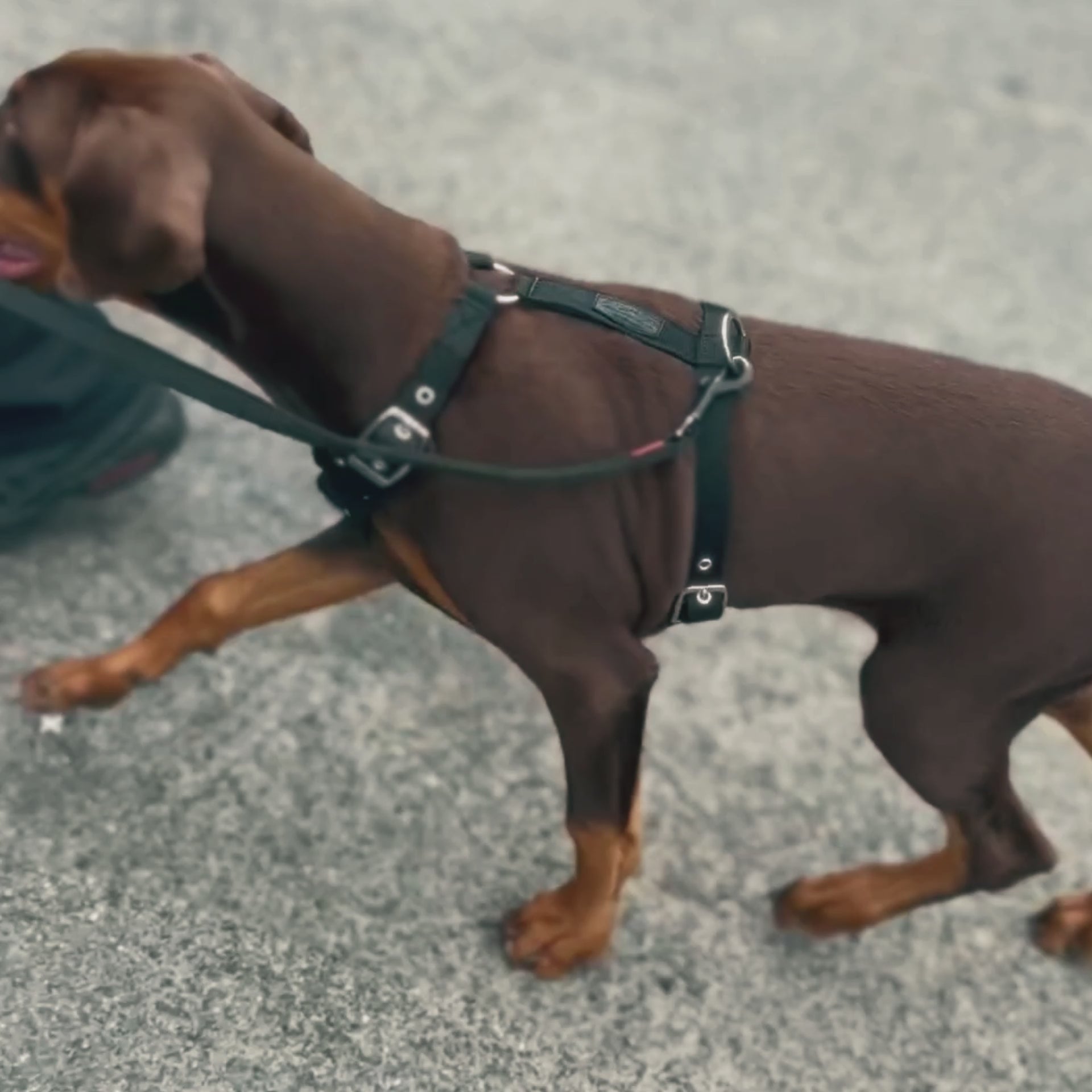 SUPATUFF® Strong Dog Harness – Green | Slim Fit